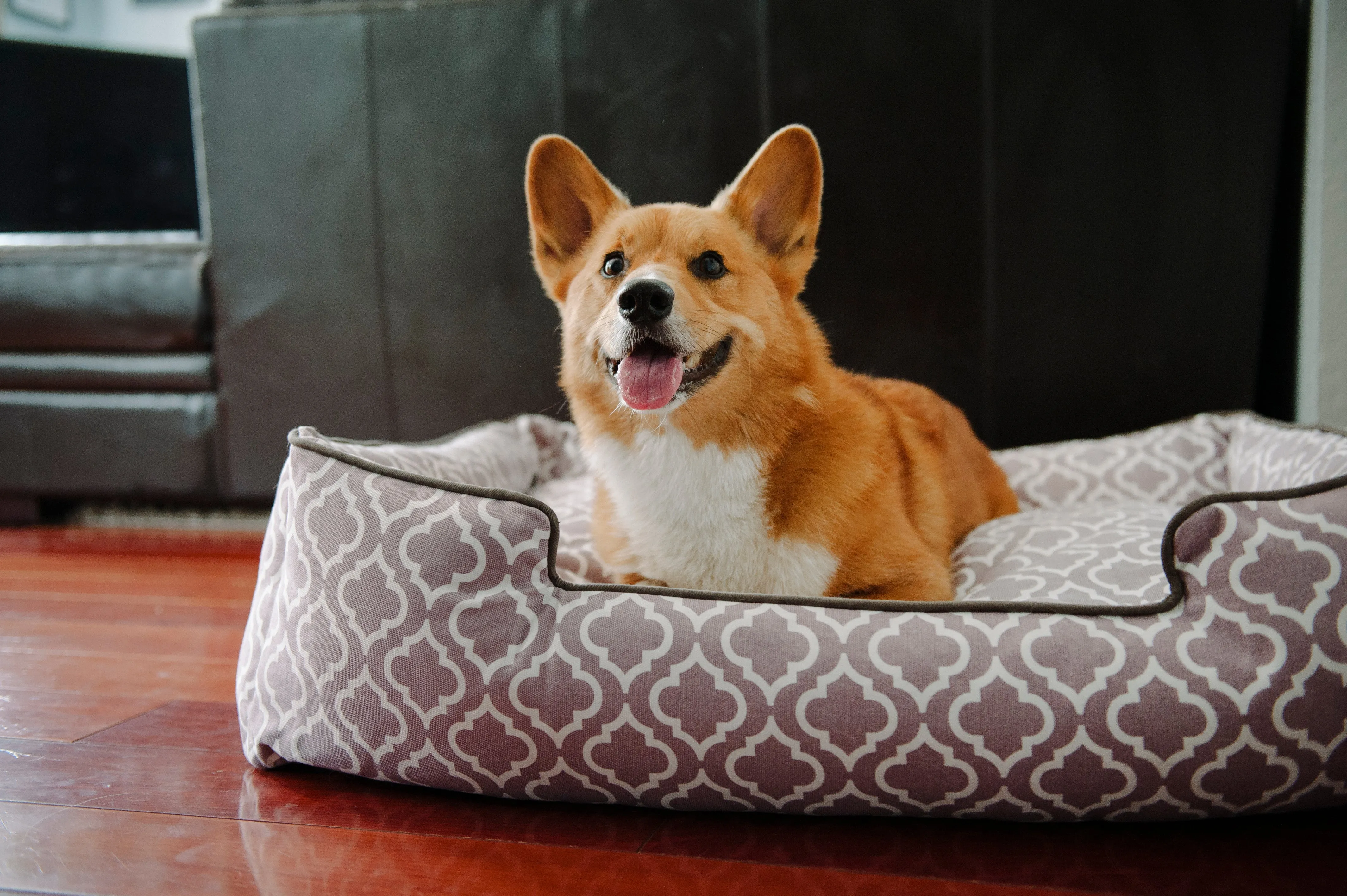 [Pre-order]Lounge Dog Bed: Moroccan Ash Grey