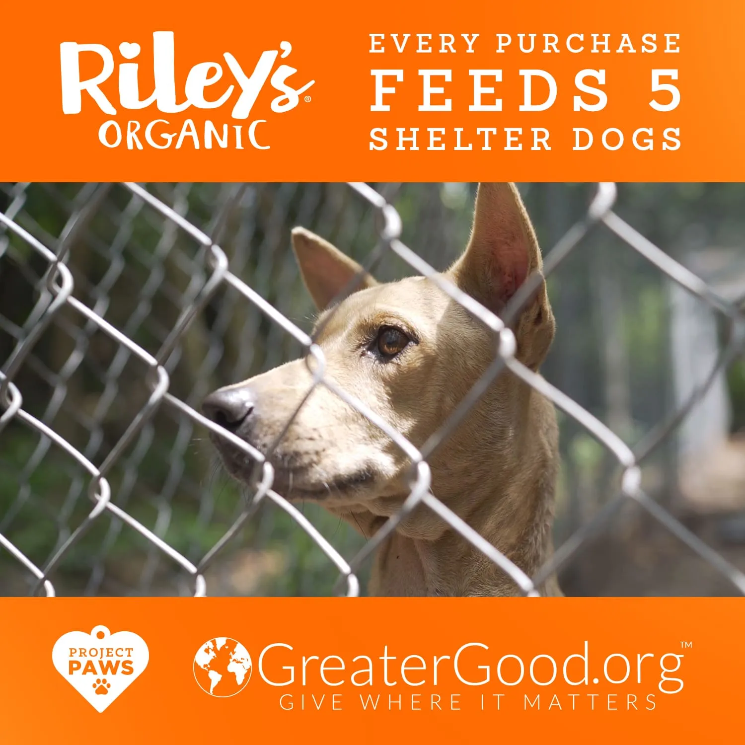 Riley's Organic Pumpkin & Coconut Recipe Baked Large Treats