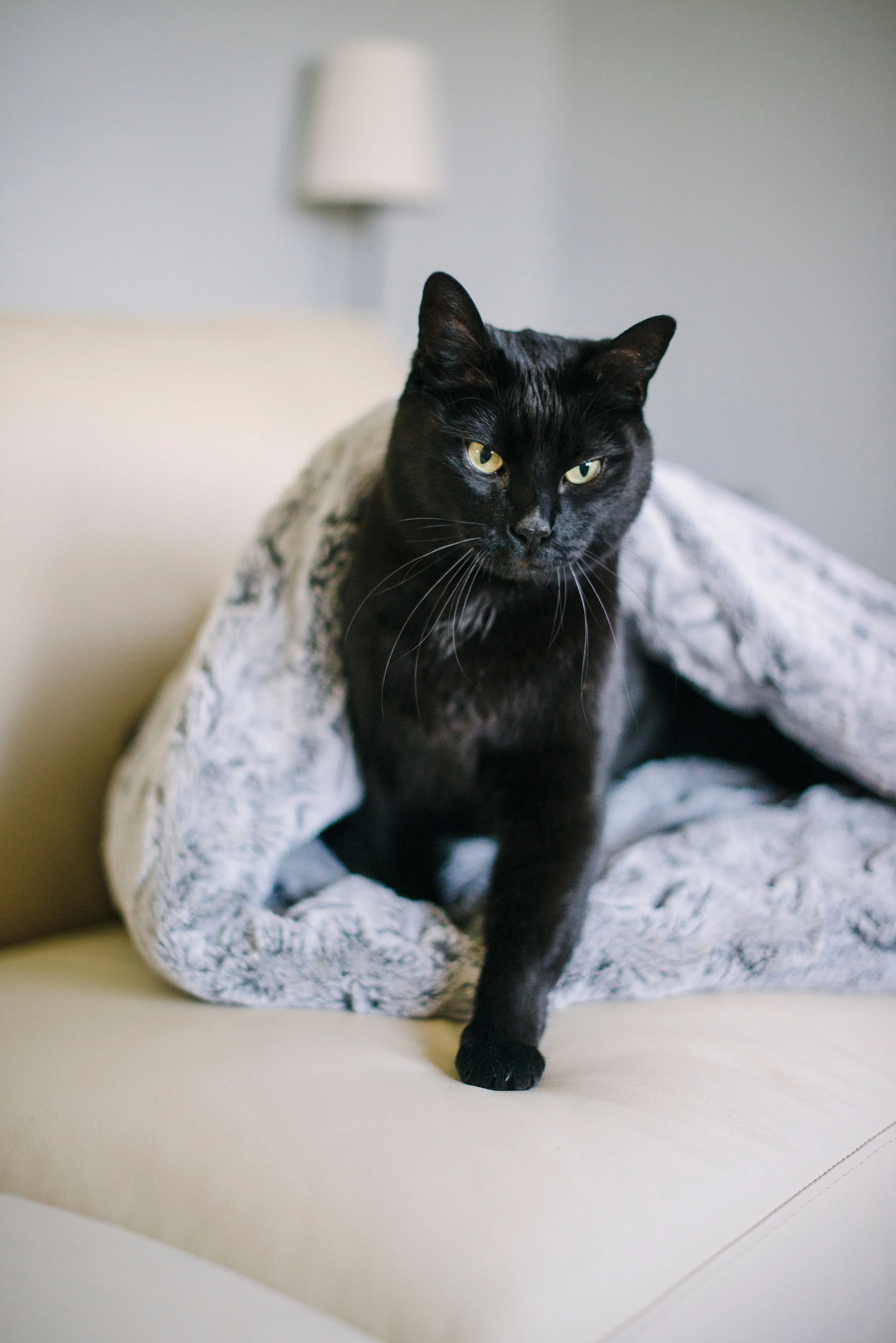 Snuggle Beds for Dogs and Cats: Husky Grey