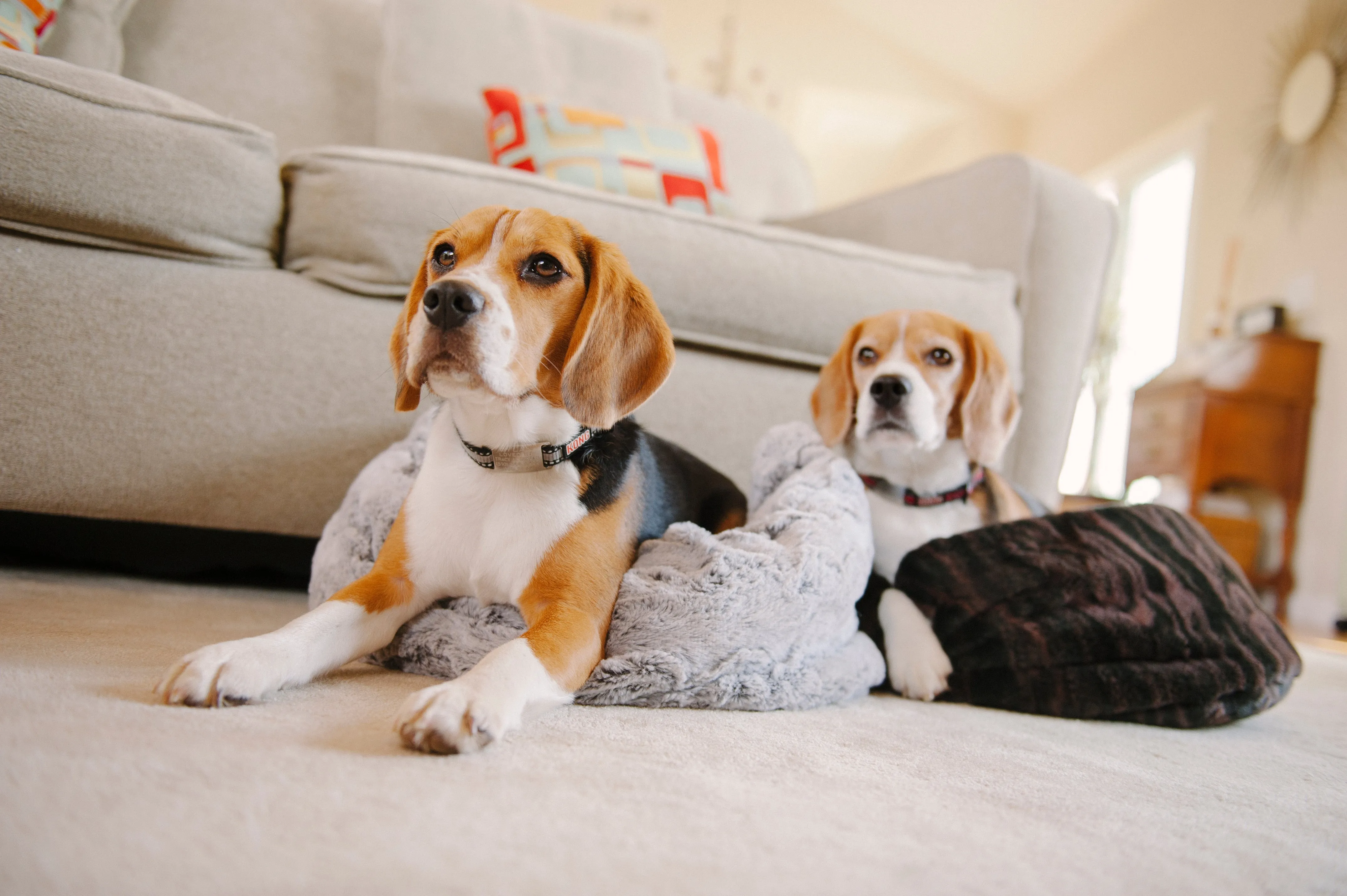 Snuggle Beds for Dogs and Cats: Truffle Brown