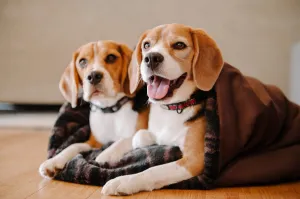 Snuggle Beds for Dogs and Cats: Truffle Brown