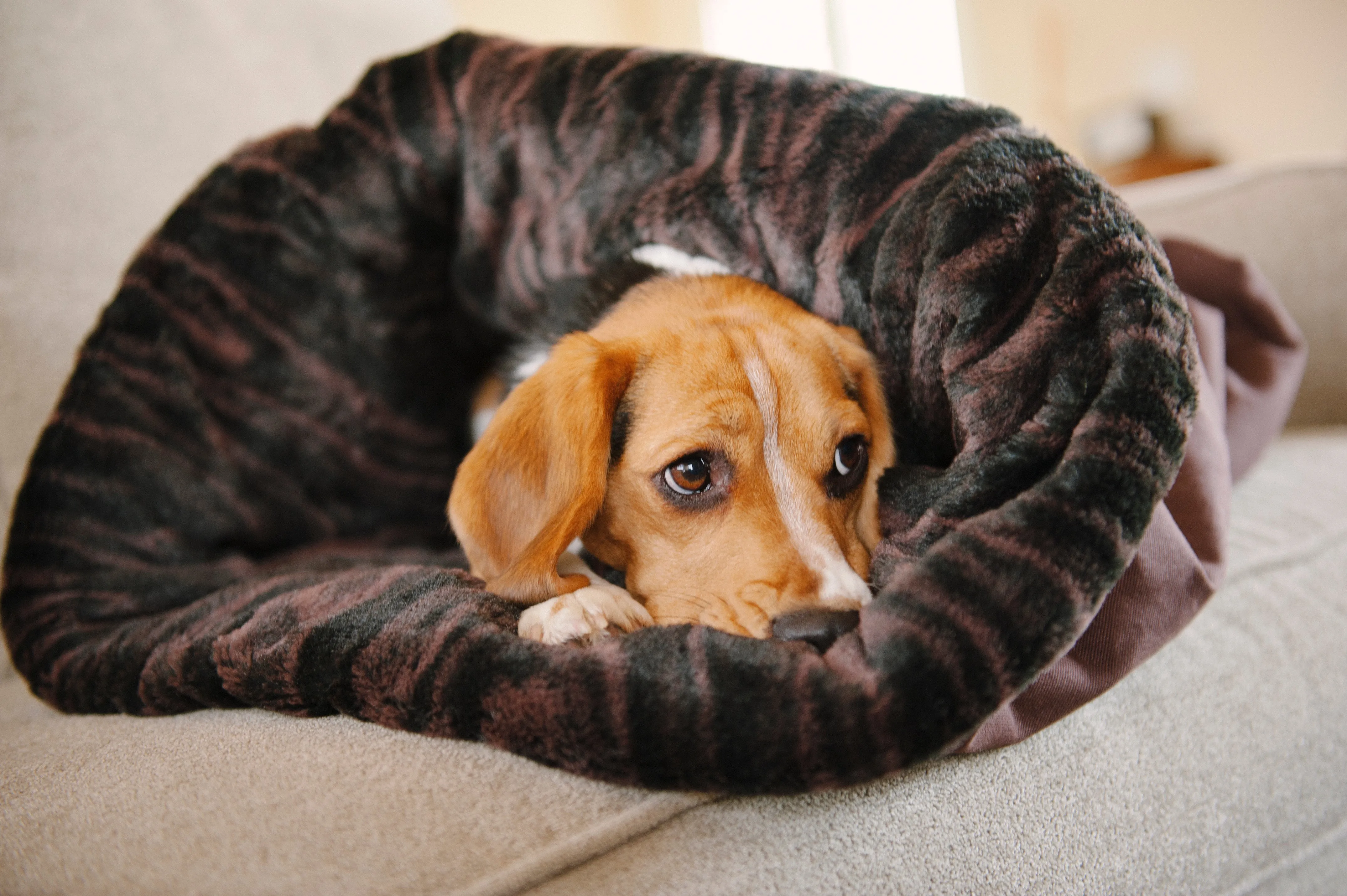 Snuggle Beds for Dogs and Cats: Truffle Brown