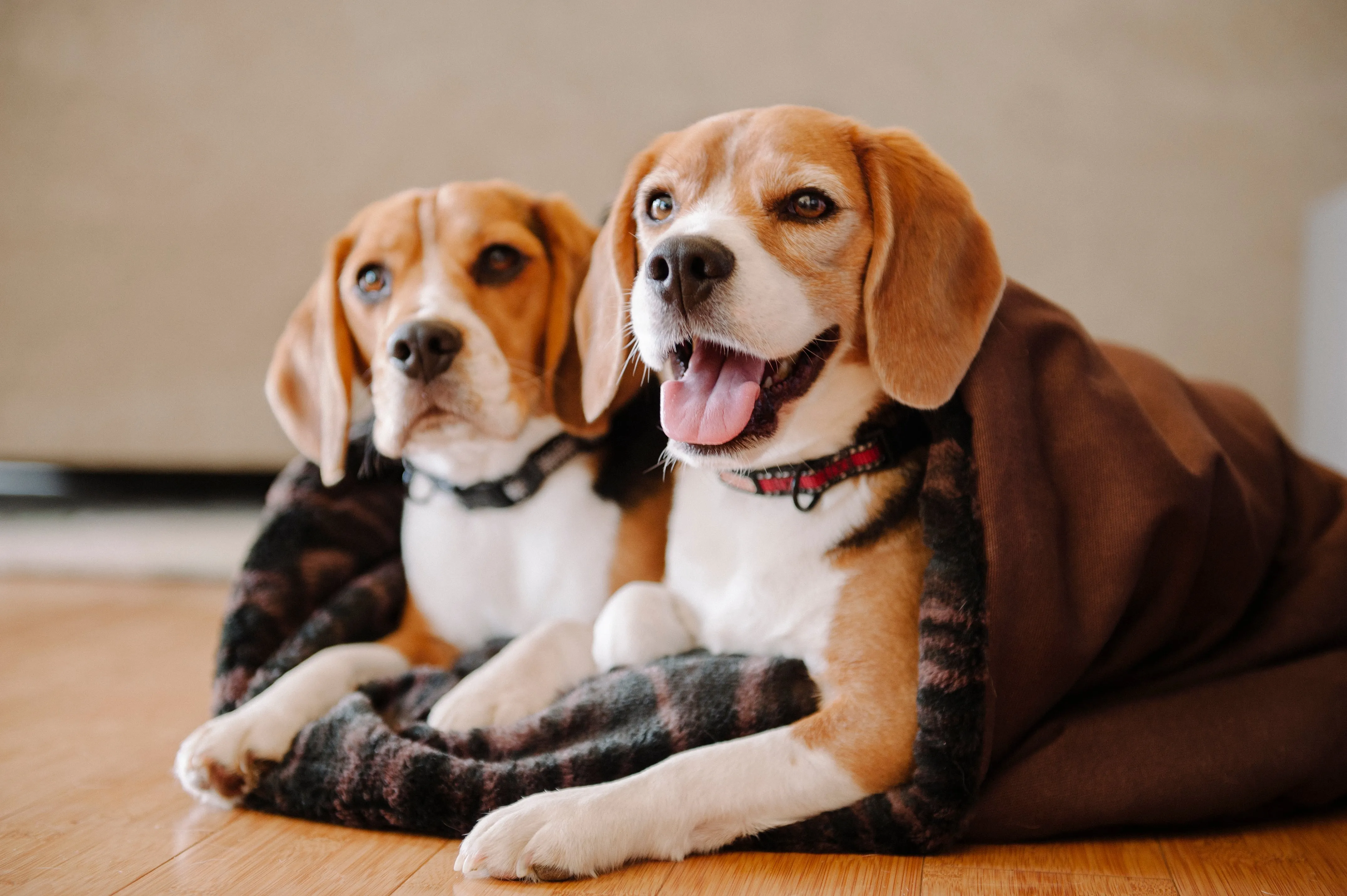 Snuggle Beds for Dogs and Cats: Truffle Brown
