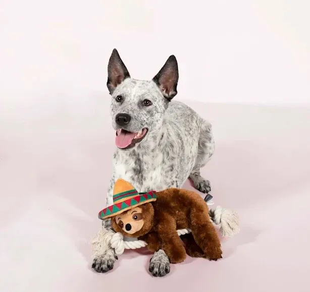 Sombrero Sloth Dog Toy