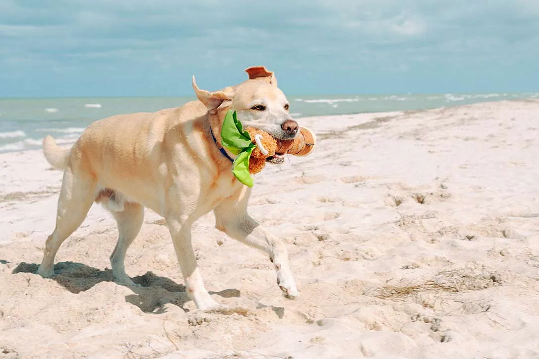 Tropical Paradise Squeaky Plush Dog toys, Puppy Palm