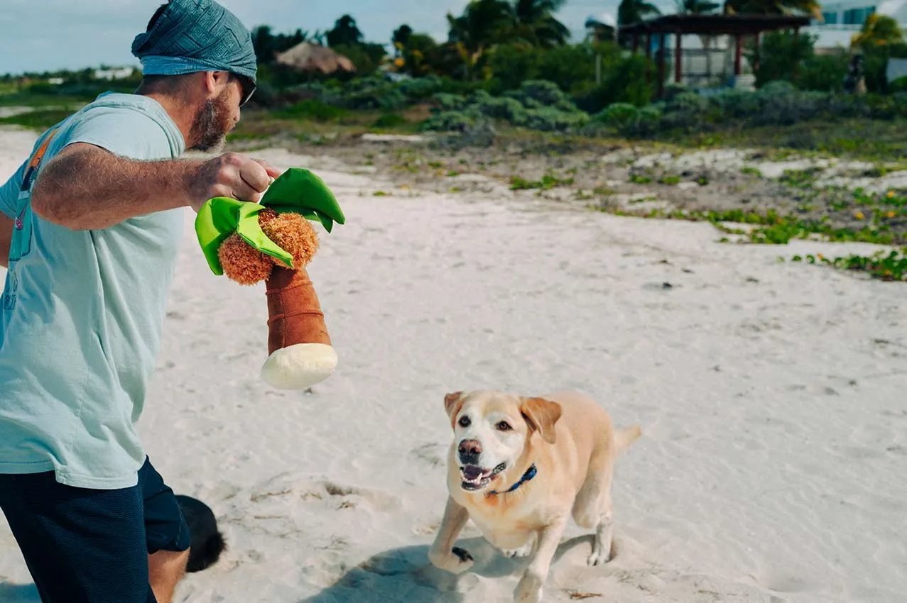 Tropical Paradise Squeaky Plush Dog toys, Puppy Palm